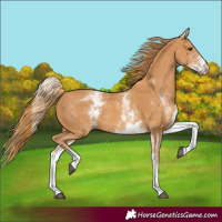 Horse Color:White Spotted Chestnut