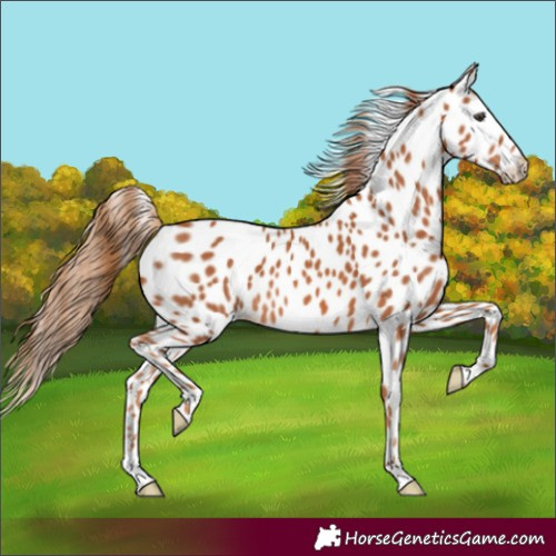 Horse Color:Unknown 