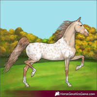 Horse Color:Red Dun Appaloosa Rabicano