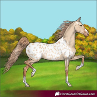 Horse Color:Red Dun Near Leopard Rabicano 