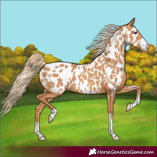 Horse Color:Chestnut Near Leopard 
