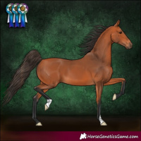 Horse Color:Bay 