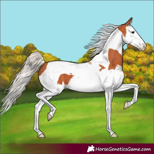 Horse Color:Silver Bay Splash Tobiano 