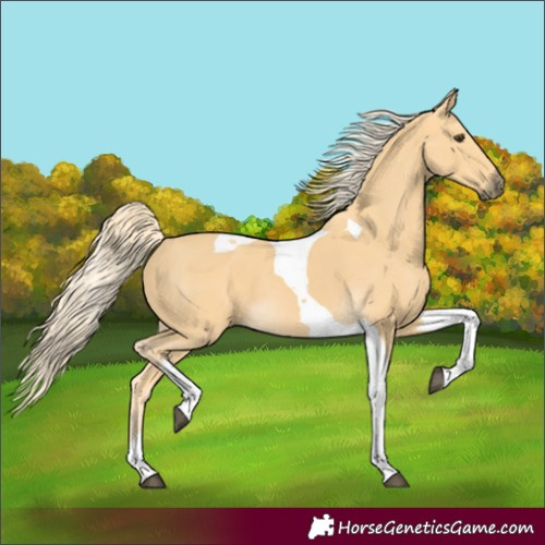 Horse Color:Palomino Tobiano 