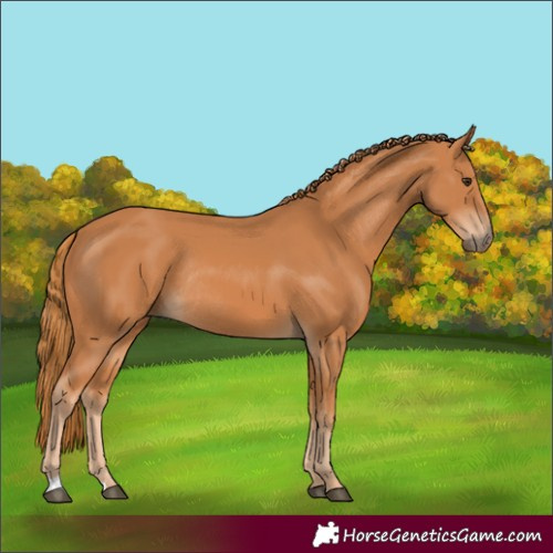 Horse Color:Chestnut Rabicano 
