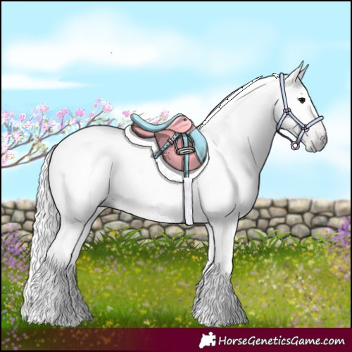 Horse Color:Gray Bay 