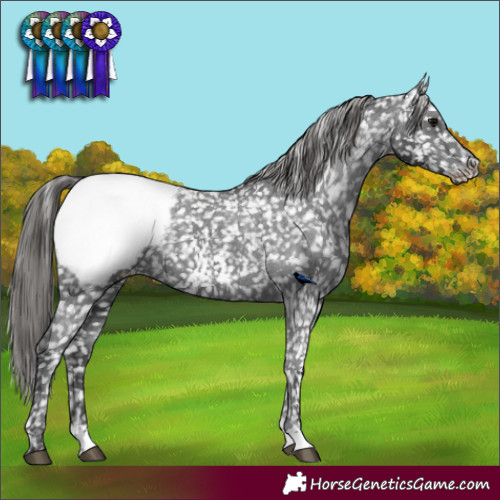 Horse Color:Black Appaloosa 