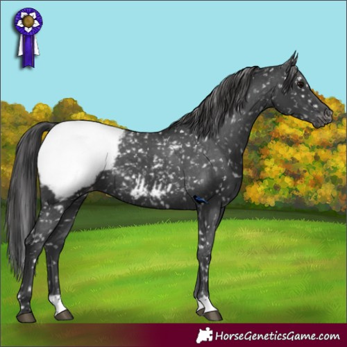 Horse Color:Black Appaloosa 