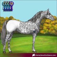 Horse Color:Black Appaloosa