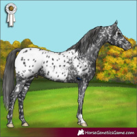 Horse Color:Black Appaloosa 