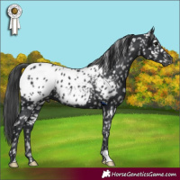 Horse Color:Black Blanket