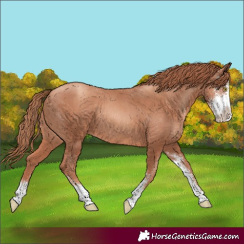Horse Color:Gold Champagne Sabino