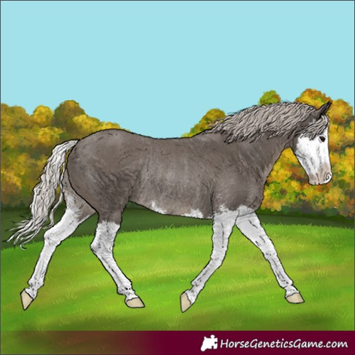 Horse Color:Silver Black Sabino Splash Rabicano 