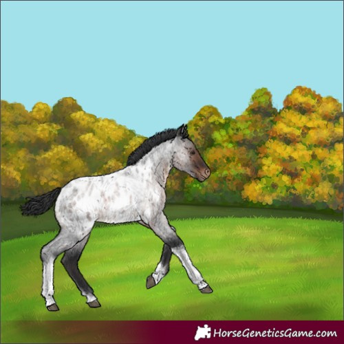 Horse Color:Brown Roan Tobiano Appaloosa 