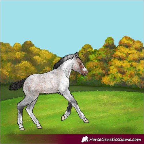 Horse Color:Brown Roan Sabino Rabicano