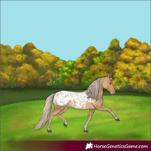 Horse Color:Palomino Blanket 