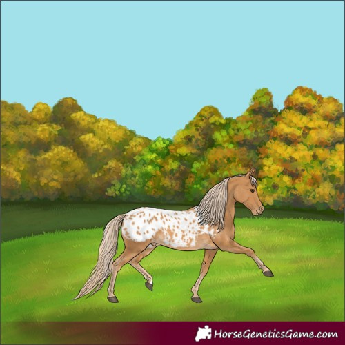 Horse Color:Palomino Appaloosa 