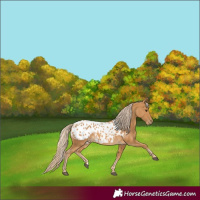Horse Color:Palomino Appaloosa