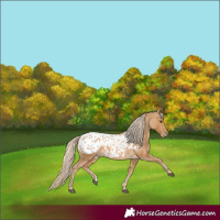 Horse Color:Palomino Appaloosa 