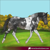 Horse Color:White Spotted Black Tobiano 