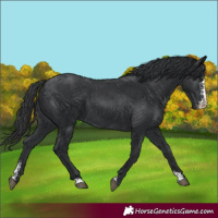 Horse Color:Black Sabino