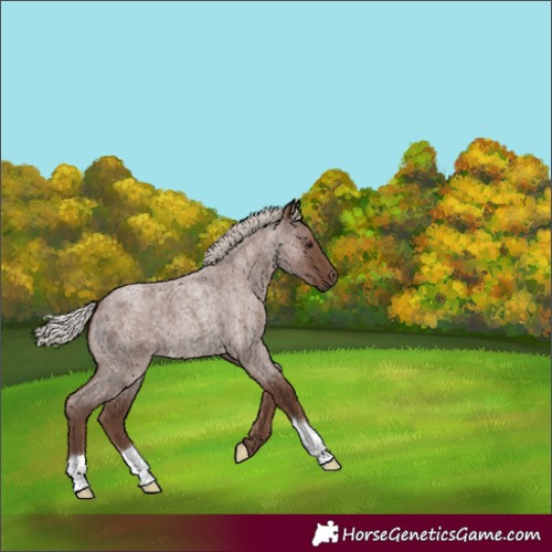 Horse Color:Silver Blue Roan 