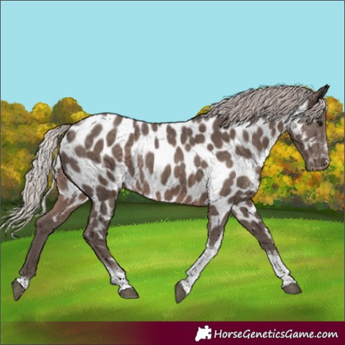 Horse Color:Silver Black Tobiano Near Leopard Rabicano 