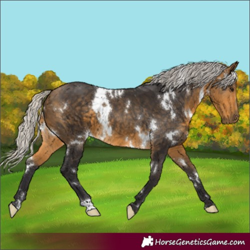 Horse Color:White Spotted Silver Buckskin 