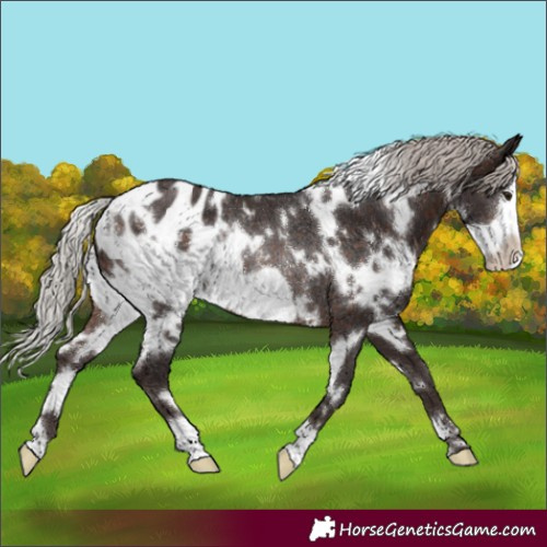 Horse Color:White Spotted Silver Brown Frame Appaloosa Rabicano