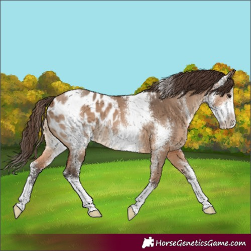 Horse Color:Bay Dun Sabino Appaloosa