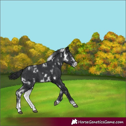 Horse Color:White Spotted Black Sabino