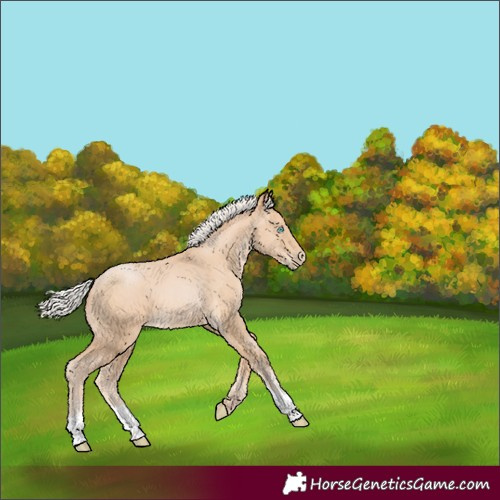 Horse Color:Silver Buckskin Pearl 