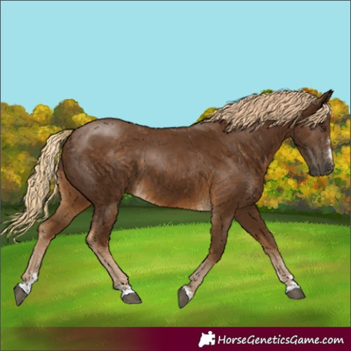 Horse Color:Chocolate Palomino 
