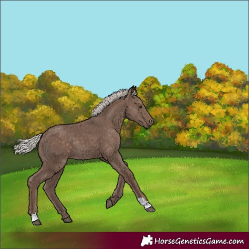 Horse Color:Silver Black 