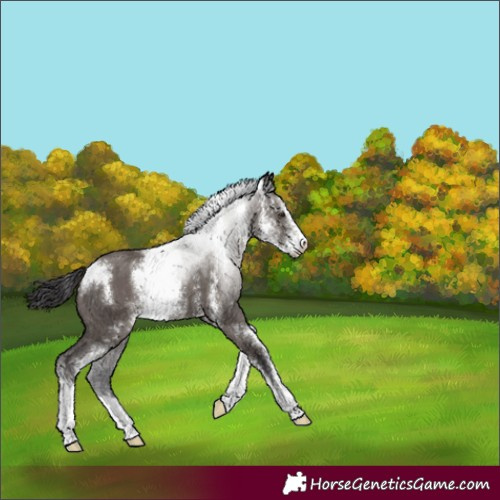 Horse Color:Smoky Grullo Sabino Rabicano 