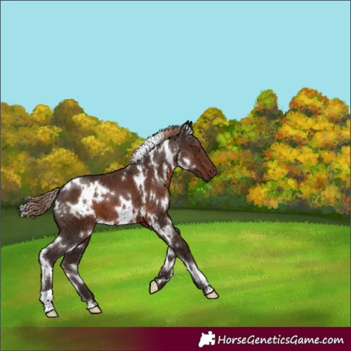 Horse Color:White Spotted Liver Chestnut 