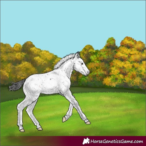 Horse Color:Gray Brown Sabino