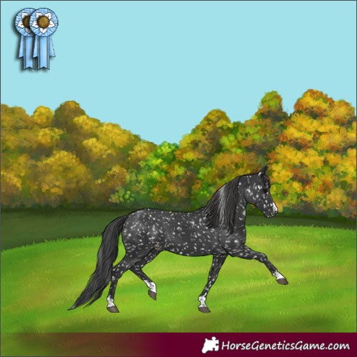 Horse Color:Black Appaloosa 