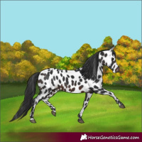 Horse Color:Brown Appaloosa