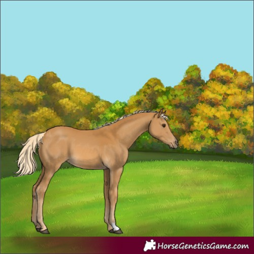 Horse Color:Palomino
