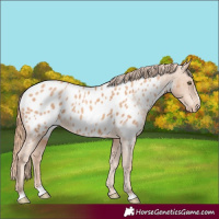 Horse Color:Gold Champagne Near Leopard 