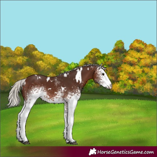 Horse Color:White Spotted Silver Brown