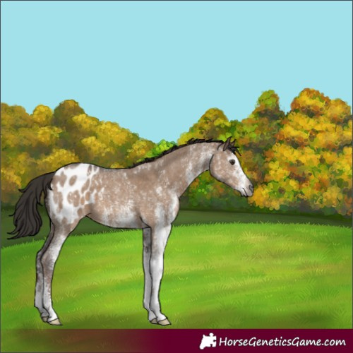 Horse Color:Gray White Spotted Liver Red Dun Appaloosa
