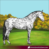 Horse Color:Black Appaloosa 