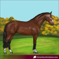Horse Color:Gray Bay