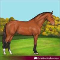 Horse Color:Bay Varnish 
