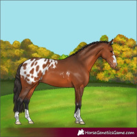 Horse Color:Bay Blanket