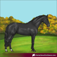 Horse Color:Black Appaloosa