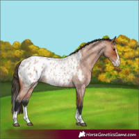 Horse Color:Bay Roan Splash Blanket 
