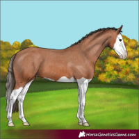 Horse Color:Bay Splash Varnish 
